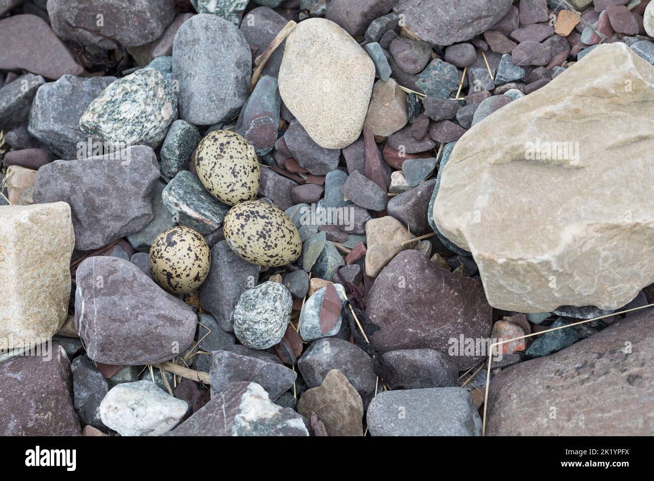 Austernfischer, Gelege, Nest, Ei, Eier, Gut getarnt zwischen Steinen am Strand, Austern-Fischer, Haematopus ostralegus, Austernfischer, Eurasische Auster Stockfoto