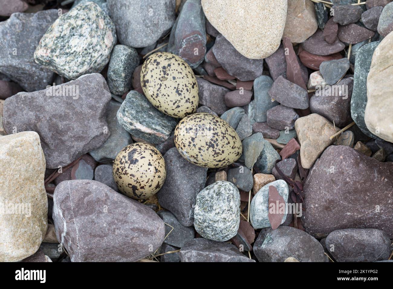 Austernfischer, Gelege, Nest, Ei, Eier, Gut getarnt zwischen Steinen am Strand, Austern-Fischer, Haematopus ostralegus, Austernfischer, Eurasische Auster Stockfoto