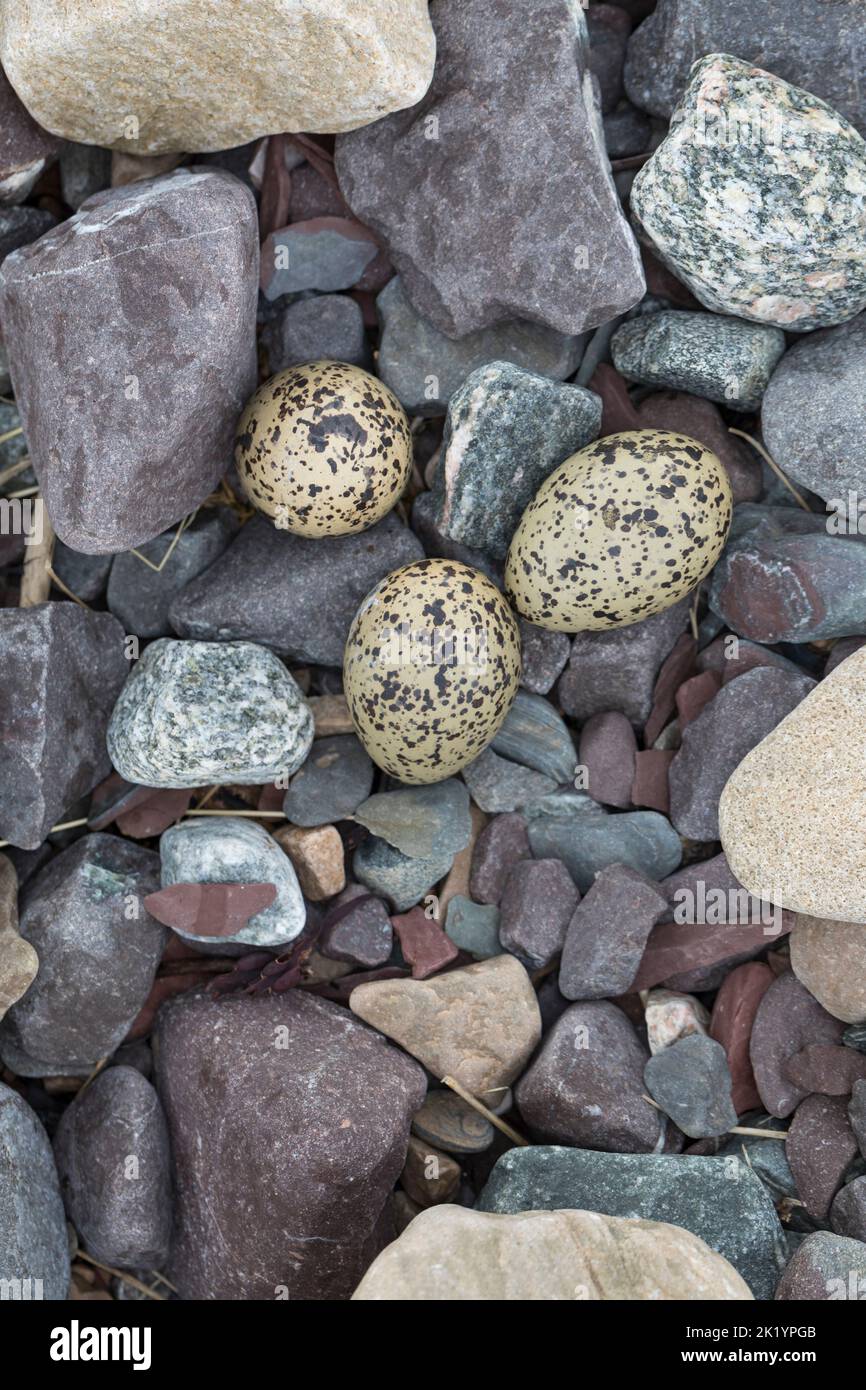 Austernfischer, Gelege, Nest, Ei, Eier, Gut getarnt zwischen Steinen am Strand, Austern-Fischer, Haematopus ostralegus, Austernfischer, Eurasische Auster Stockfoto