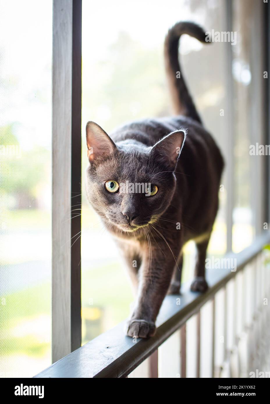 Nahaufnahme einer schwarzen Katze mit leuchtend grünen Augen, die am Geländer entlang läuft. Stockfoto