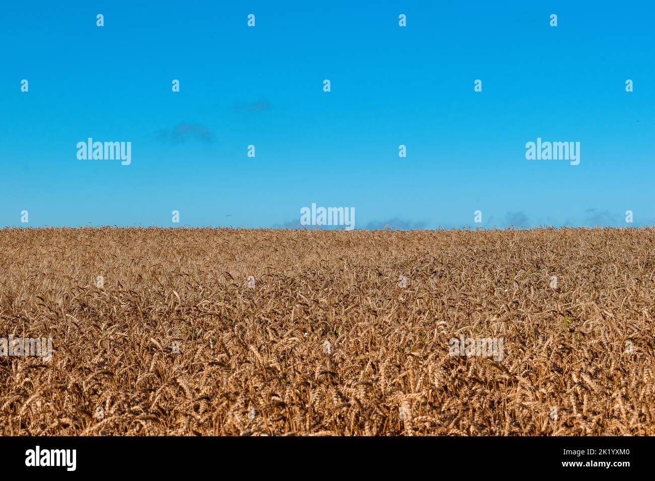 Weizenfeld gegen den blauen Himmel an einem sonnigen Tag. Stockfoto