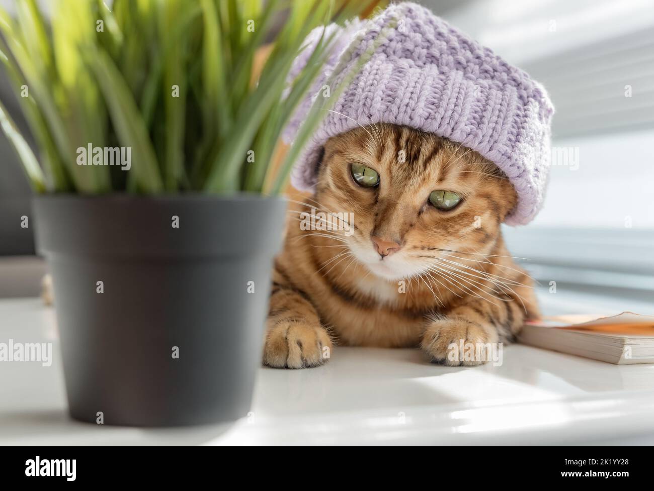 Lustige rote Katze in einem Hut auf einem Couchtisch am Fenster. Stockfoto