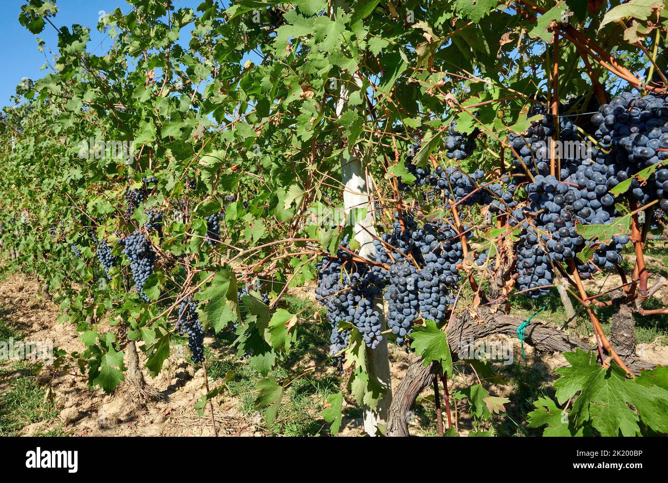 Fontaneto d’Agogna (No), Italien, einige Trauben in einem Weinberg Stockfoto