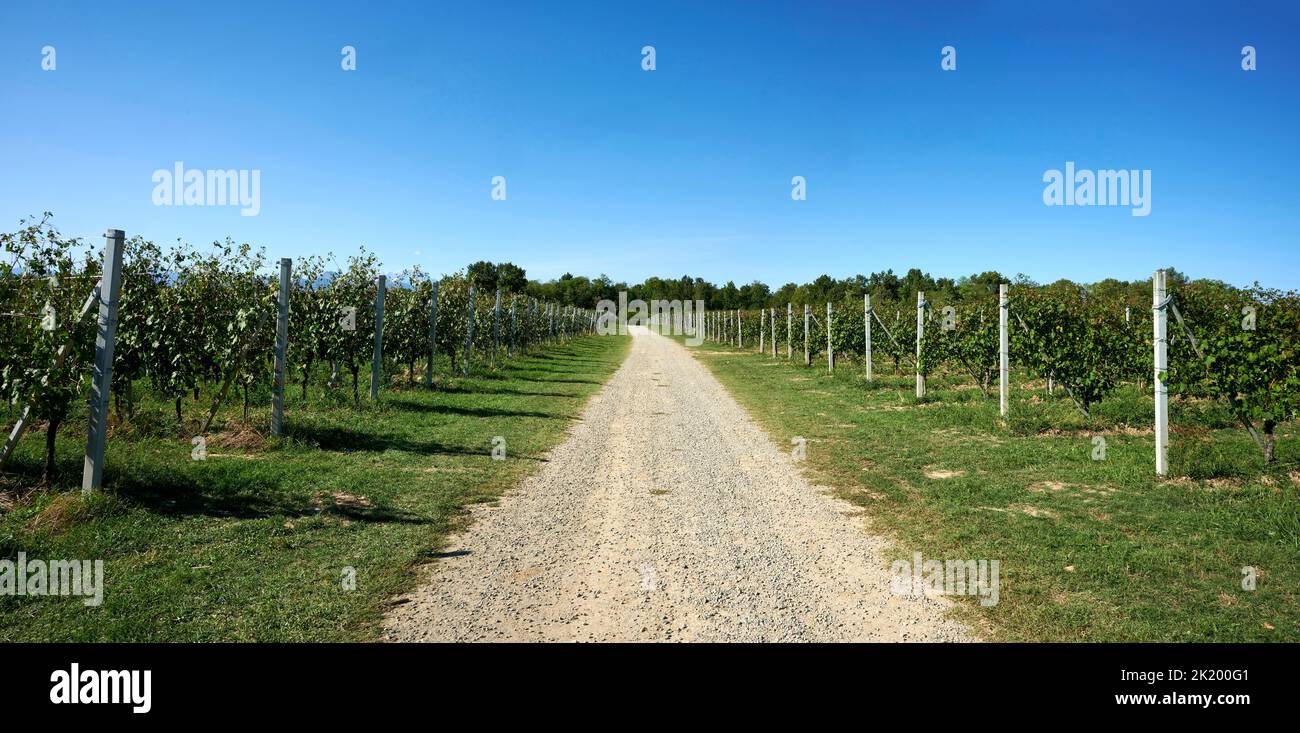 Fontaneto d’Agogna (No), Italien, einige Weinberge Stockfoto