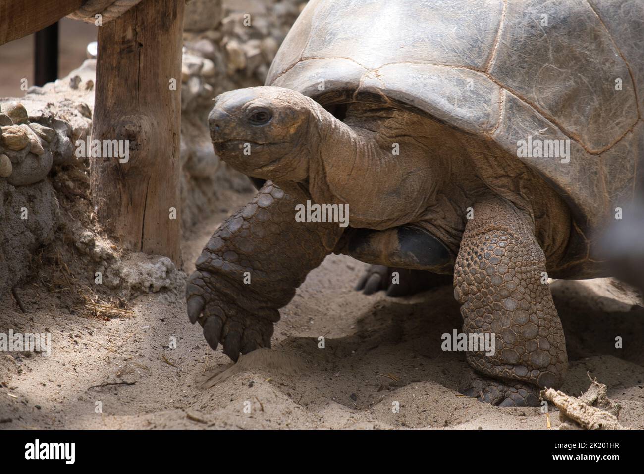 Nahaufnahme einer Schildkröte auf der Pinta-Insel in Pairi Daiza Stockfoto
