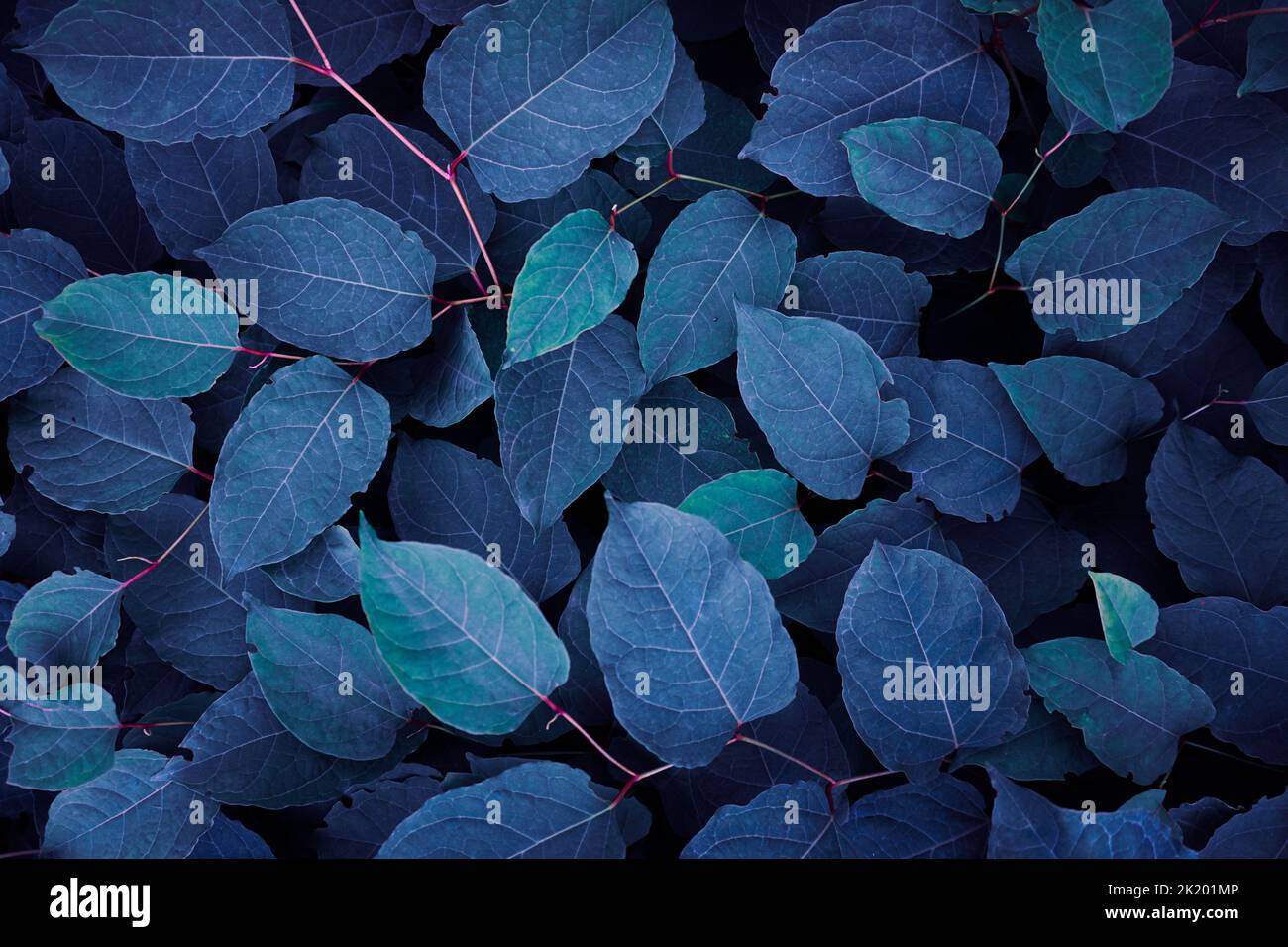 Blaue Pflanzenblätter in der Natur im Herbst, blauer Hintergrund Stockfoto