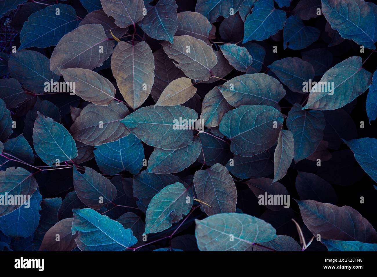 Blaue Pflanzenblätter in der Natur im Herbst, blauer Hintergrund Stockfoto