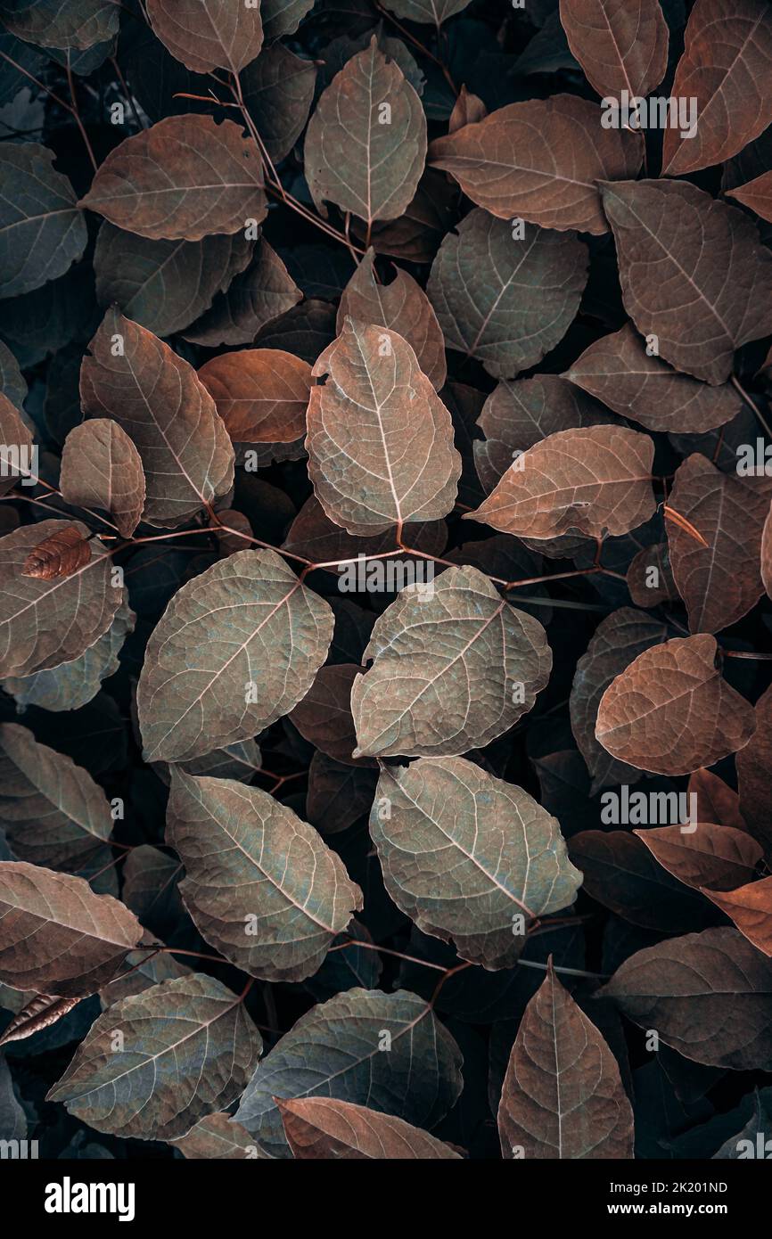 Braune Pflanzenblätter in der Herbstsaison, brauner Hintergrund Stockfoto