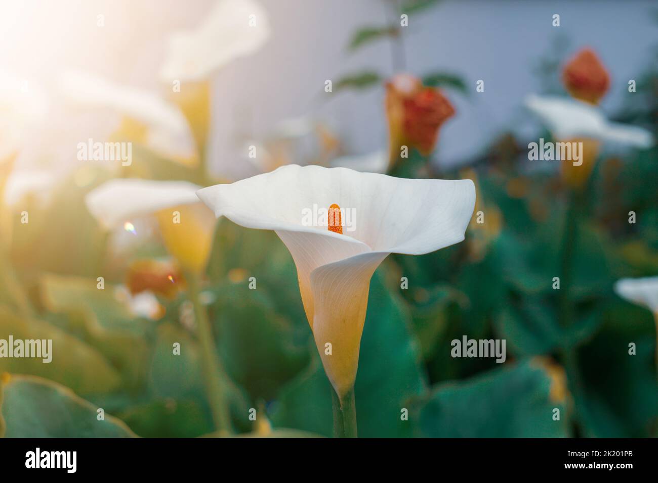 Schöne Lilie Calla im Garten im Frühling Stockfoto