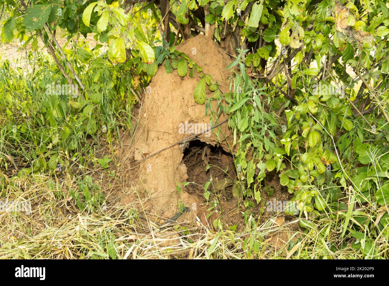 Der Hügel einer Termitenkolonie wurde von einem Aardvark mit seinen mächtigen Vorderkrallen bei der Suche nach Nahrung von den Termiten im Inneren aufgerissen. Stockfoto