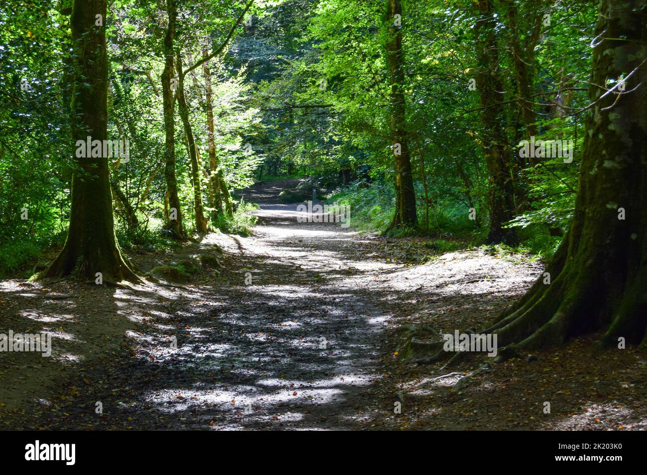 River Fowey Lanhydrock 160922 Stockfoto