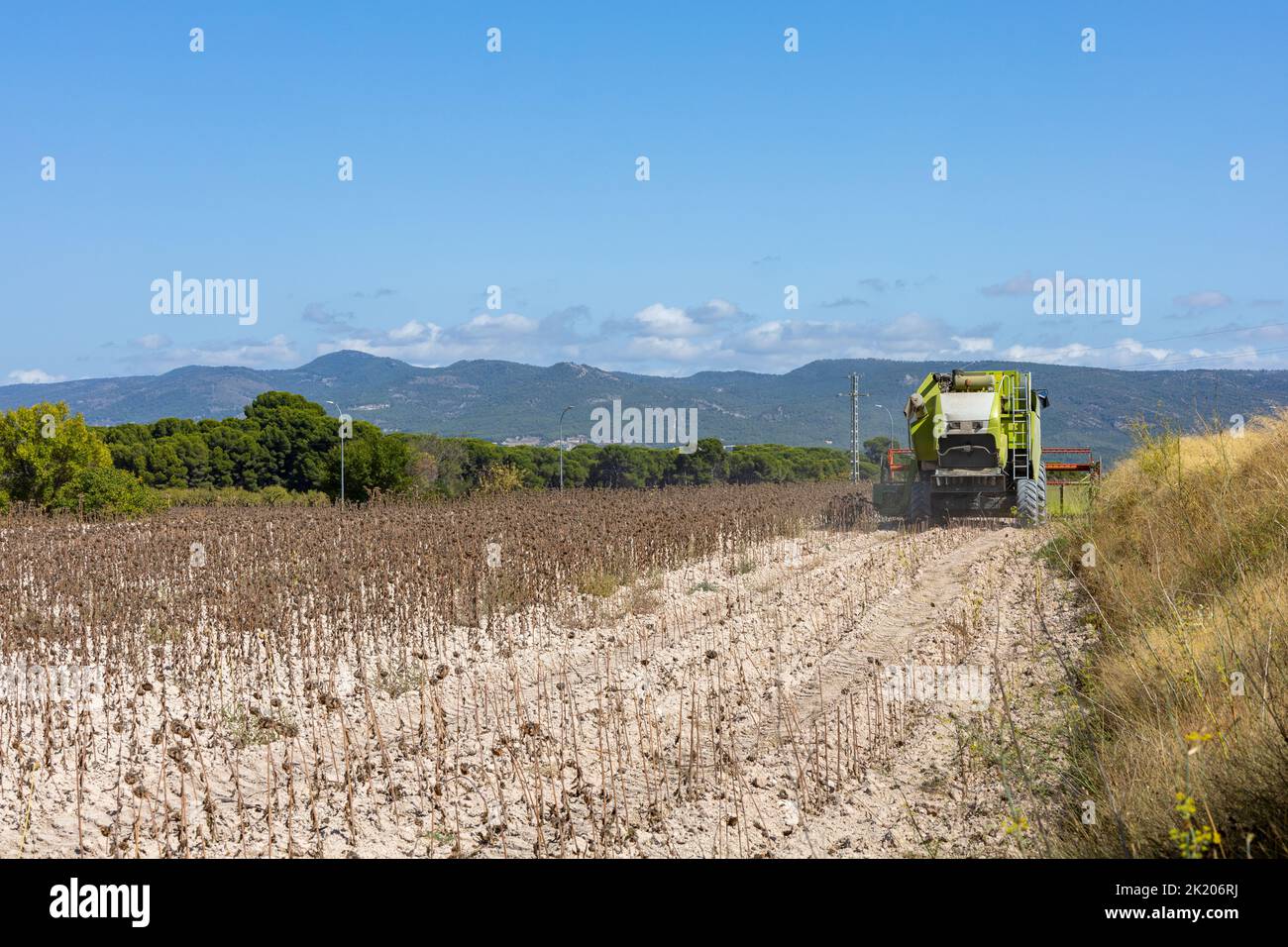 Erntemaschine Ernte Sonnenblumenfeld. Extraktion von Sonnenblumenkernen für die Produktion von Sonnenblumenk Stockfoto