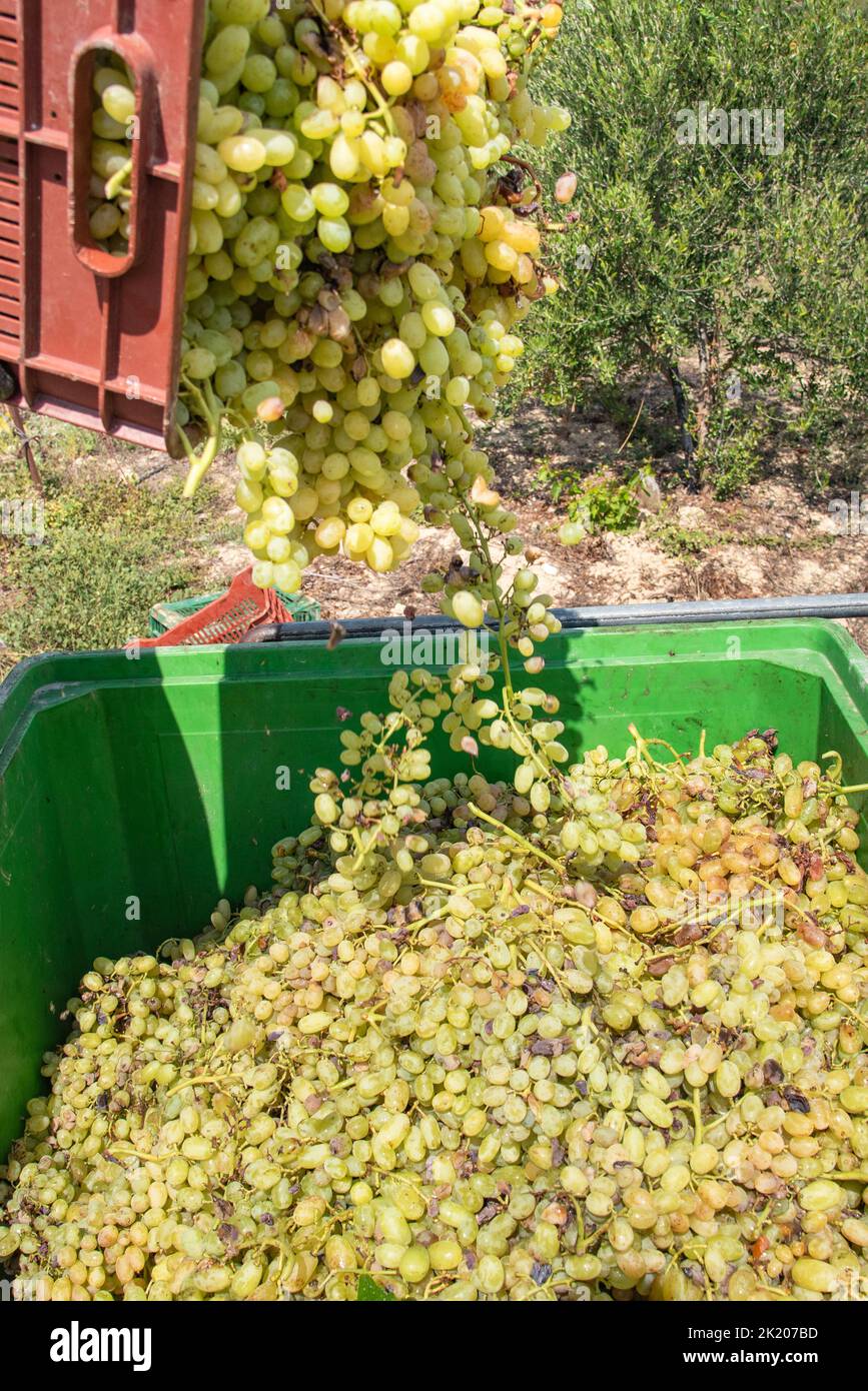 Handgefertigte Traubenernte auf Kreta, Griechenland. Stockfoto Handgefertigte Traubenernte auf Kreta, Griechenland. Stockfoto