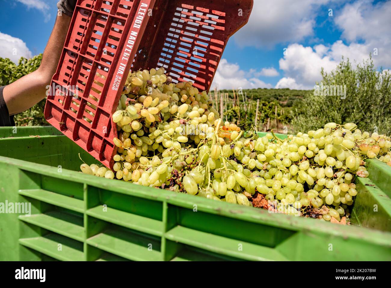 Handgefertigte Traubenernte auf Kreta, Griechenland. Stockfoto