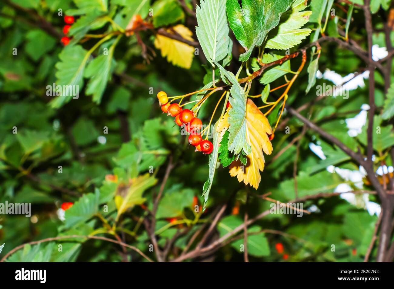 Leuchtend rote Beeren des Blutes Rothawthorn CRATAEGUS SANGUINEA PALL, wächst natürlich. Sie werden in der Kräutermedizin für Beschwerden sowie in c verwendet Stockfoto