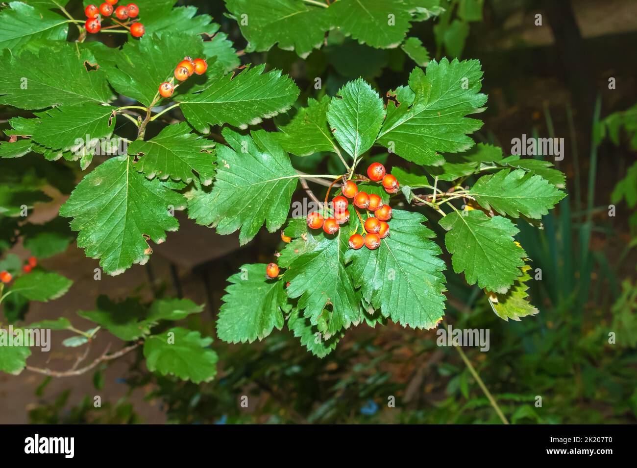 Leuchtend rote Beeren des Blutes Rothawthorn CRATAEGUS SANGUINEA PALL, wächst natürlich. Sie werden in der Kräutermedizin für Beschwerden sowie in c verwendet Stockfoto