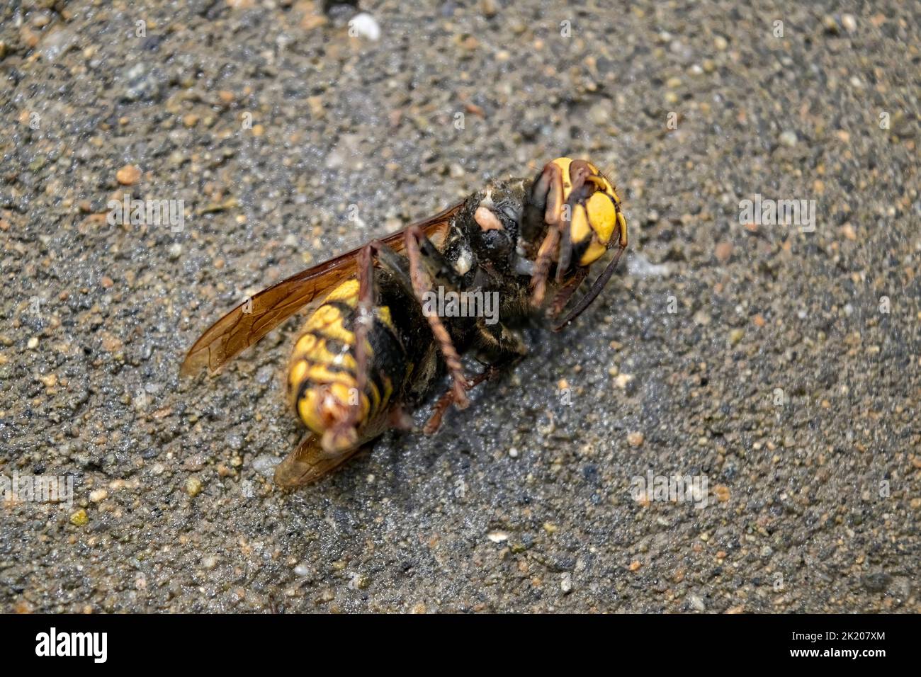 Große Hornisse sind auf dem Stein. Murder Hornet ist ein gefährliches Insekt. Stockfoto