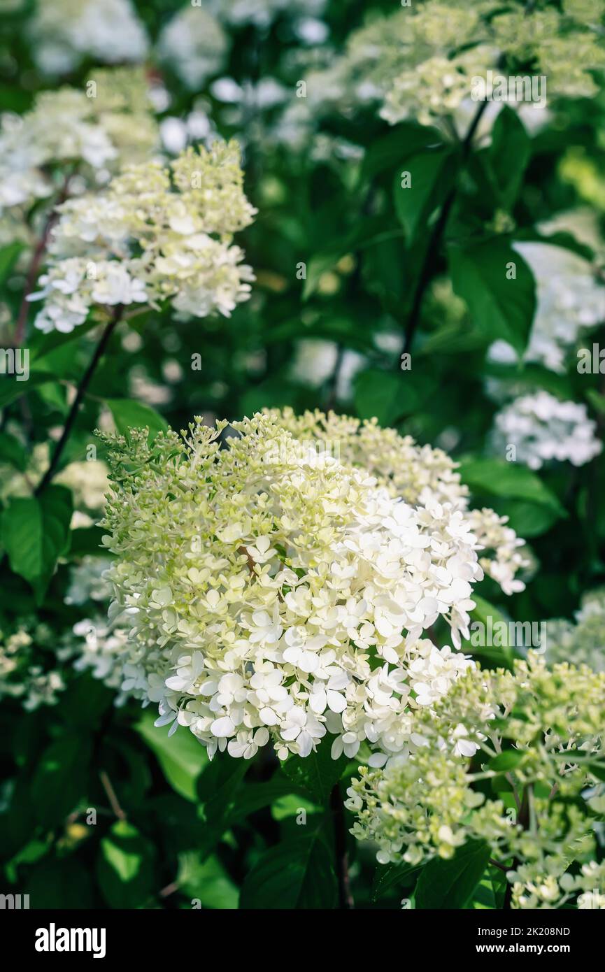 Rosa-weiße Blütenstände der paniculata hortensia Hydrangea paniculata der Sorte Vanille Fraise mit einem leichten grünlichen Farbton. Stockfoto