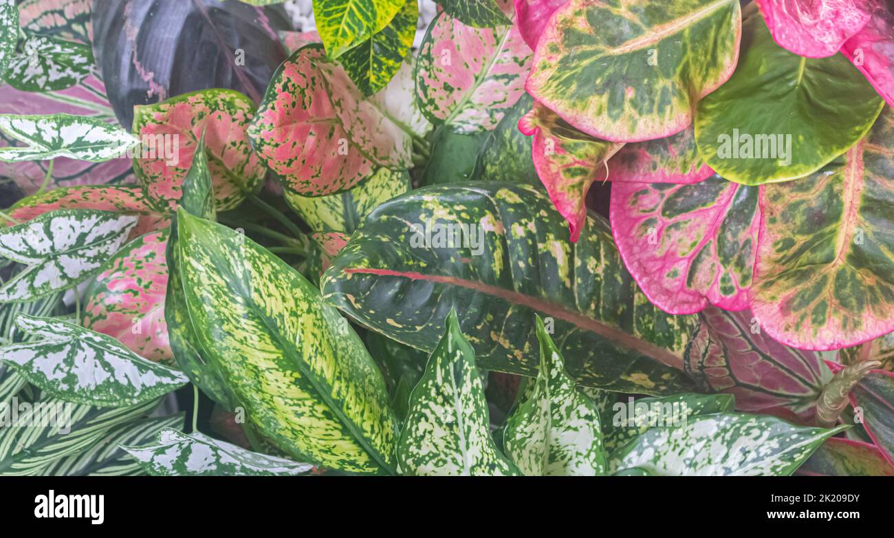 Aglaonema dona carmen zierpflanze Fotos und Bildmaterial in hoher