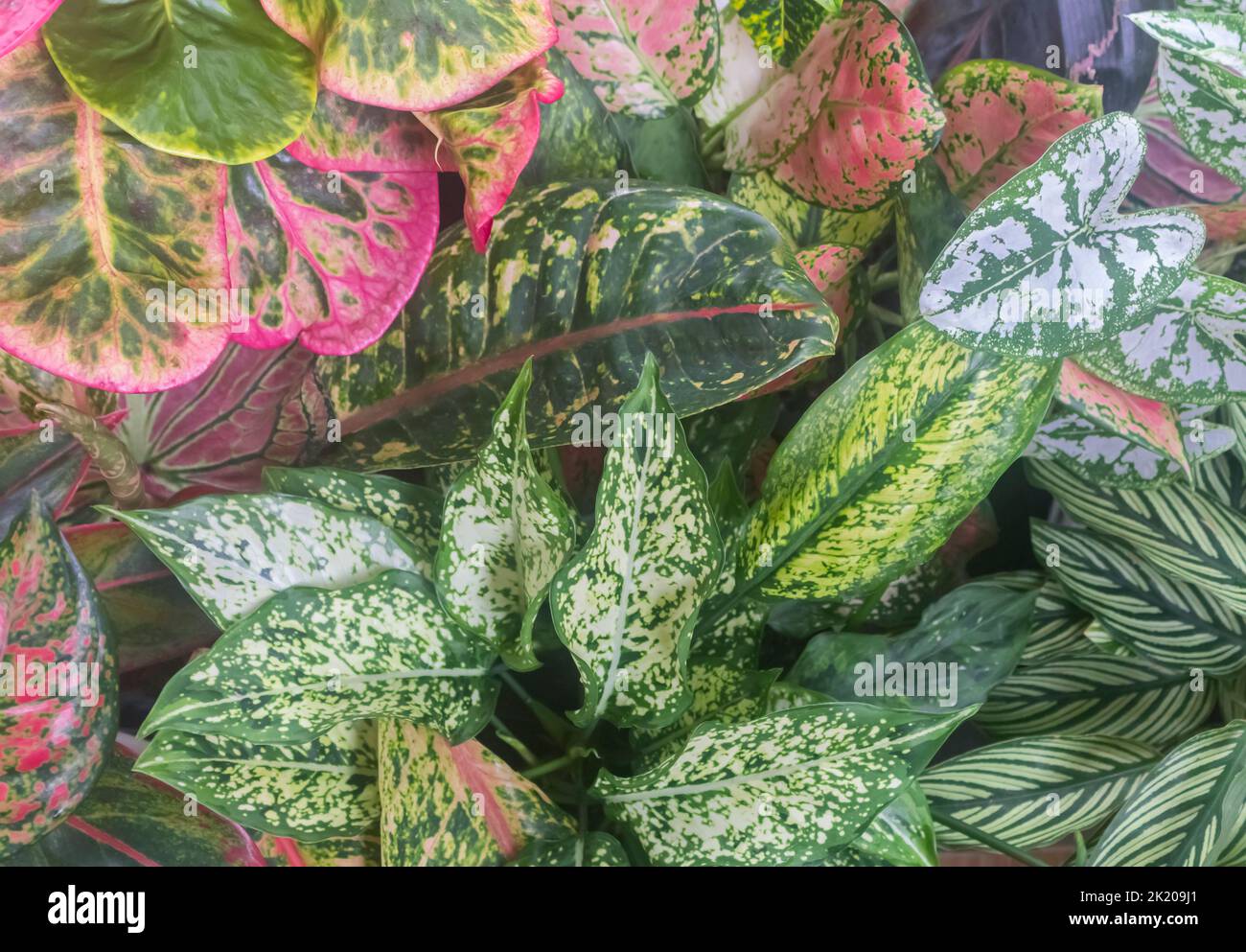 Aglaonema dona carmen zierpflanze Fotos und Bildmaterial in hoher
