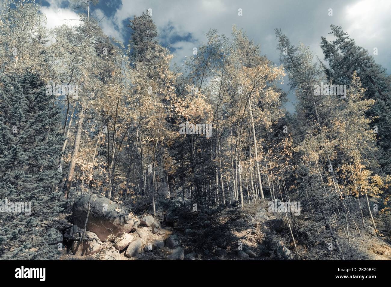 Traumhafte, surreale Waldlandschaft. Stockfoto