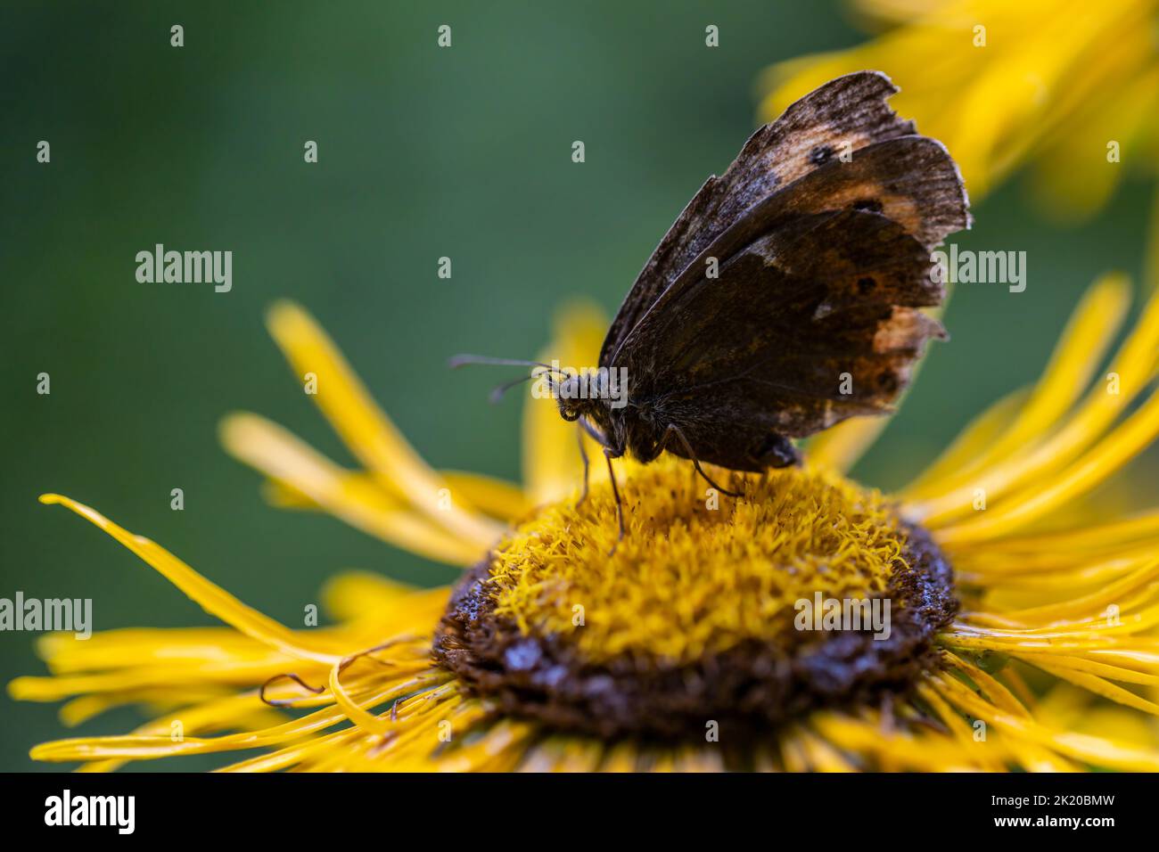 Der Woodland Ringlet oder der Erebia Medusa Schmetterling, der von einer gelben Blume ernährt wird. Foto aufgenommen am 31.. Juli 2022 in Poiana Marului Reservation, Cara Stockfoto