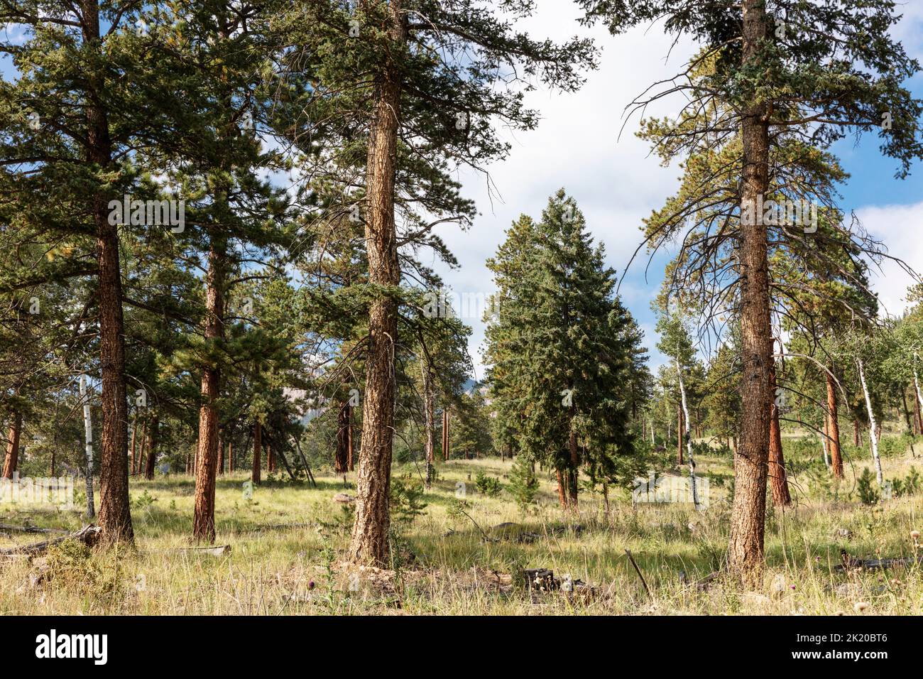 Staunton State Park, Colorado, USA Stockfoto