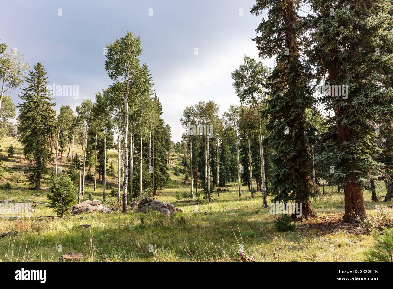 Montan Ecosystem, Aspen und Nadelbäume, Staunton State Park, Colorado, USA Stockfoto