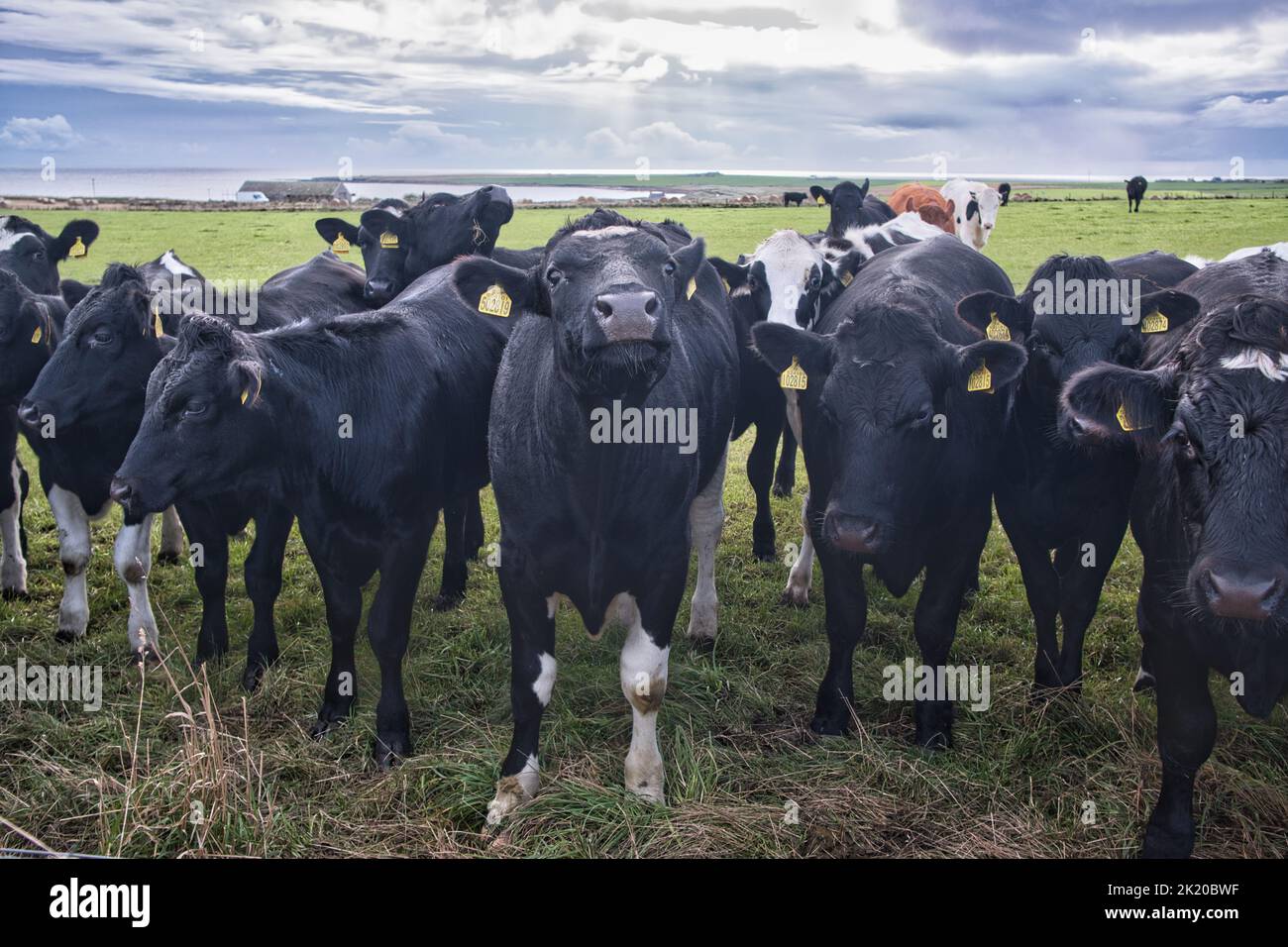 Eine Herde Kühe blickt über die Wand auf die Kamera in der Landschaft von Orkney Stockfoto