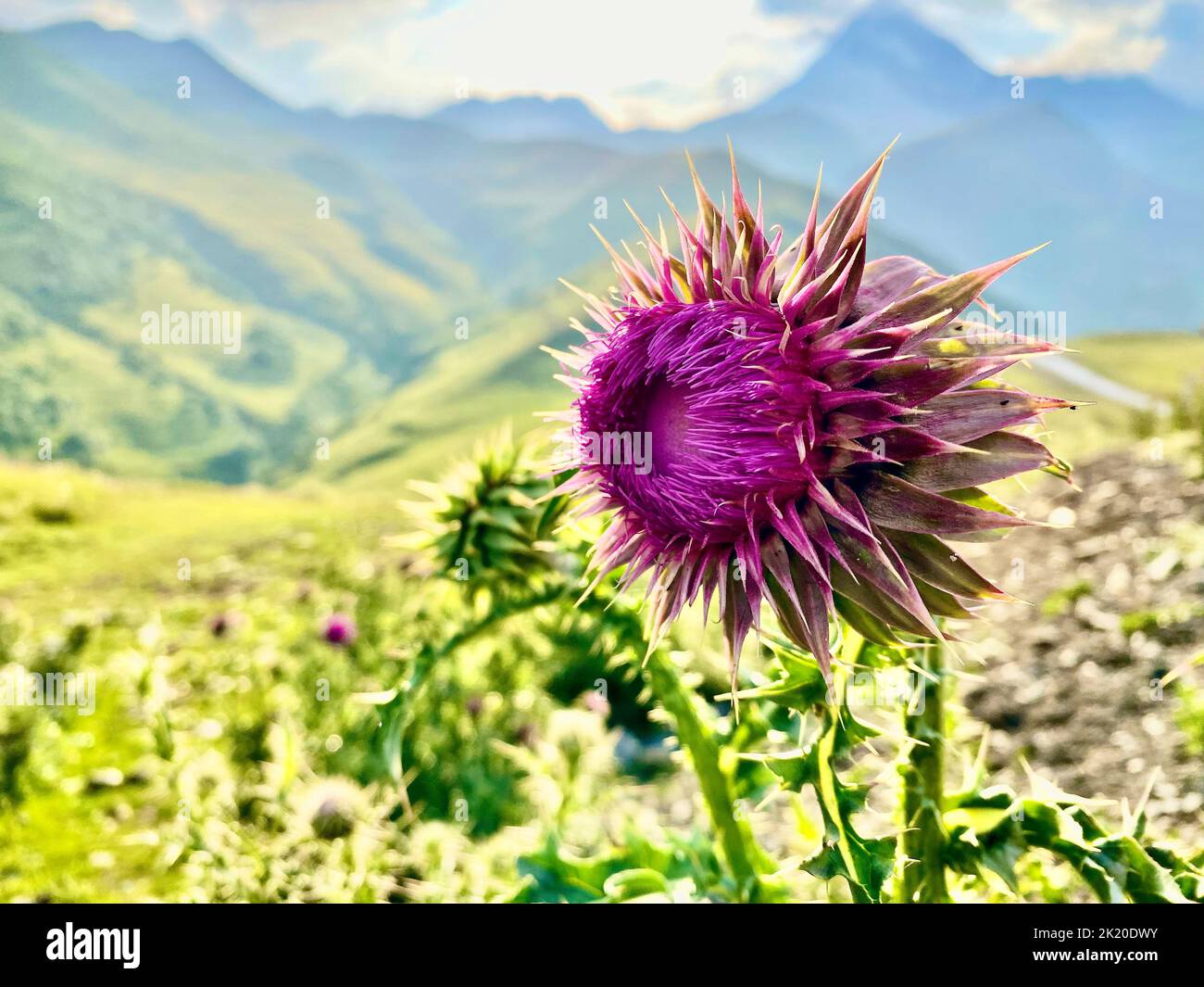 Eine Nahaufnahme von stachellosen Distelblüten Stockfoto