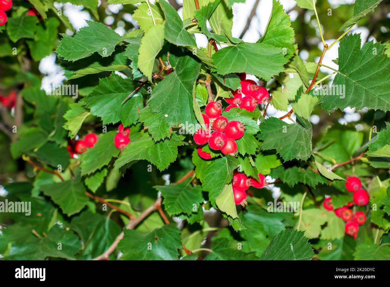 Leuchtend rote Beeren des Weißdorns CRATAEGUS TOURN. EX L, wächst natürlich. Sie werden in der Kräutermedizin für Beschwerden sowie in kulinarischen Marmeladen eingesetzt Stockfoto