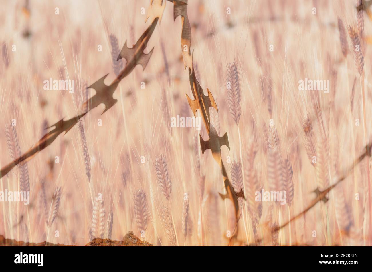 Doppelte Zusammensetzung, defokussiert, auf Stahl gedrehten Stacheldraht vor Weizenfeld Hintergrund konzentriert. Konzept des Krieges in der Ukraine Stockfoto