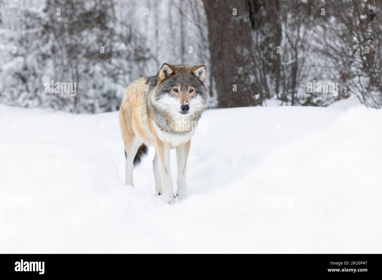 Wolf steht im Schnee in schöner Winterlandschaft Stockfoto