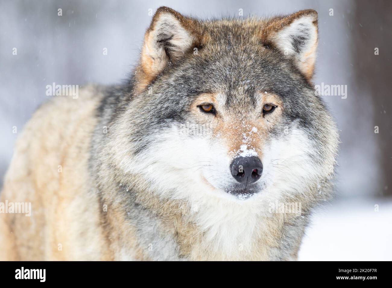 Close-up Portrait eines Wolfes im kalten Winter Stockfoto