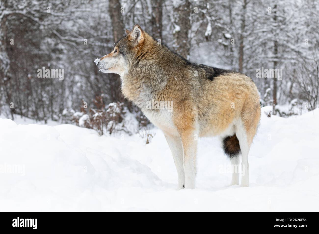 Ein schöner Wolf, der im Schnee im schönen Winterwald steht Stockfoto