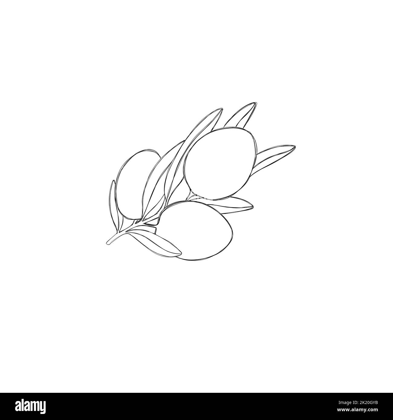 Olivenzweig mit drei köstlichen Oliven, isoliert auf weißem Hintergrund Stockfoto