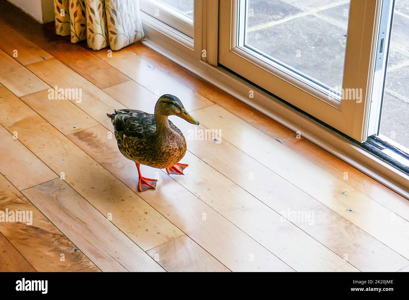 Eine Ente, die in einem Haus auf Parkettboden steht Stockfoto