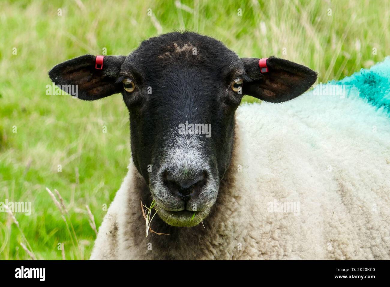 Eine Nahaufnahme eines Schafes, das direkt auf die Kamera blickt Stockfoto