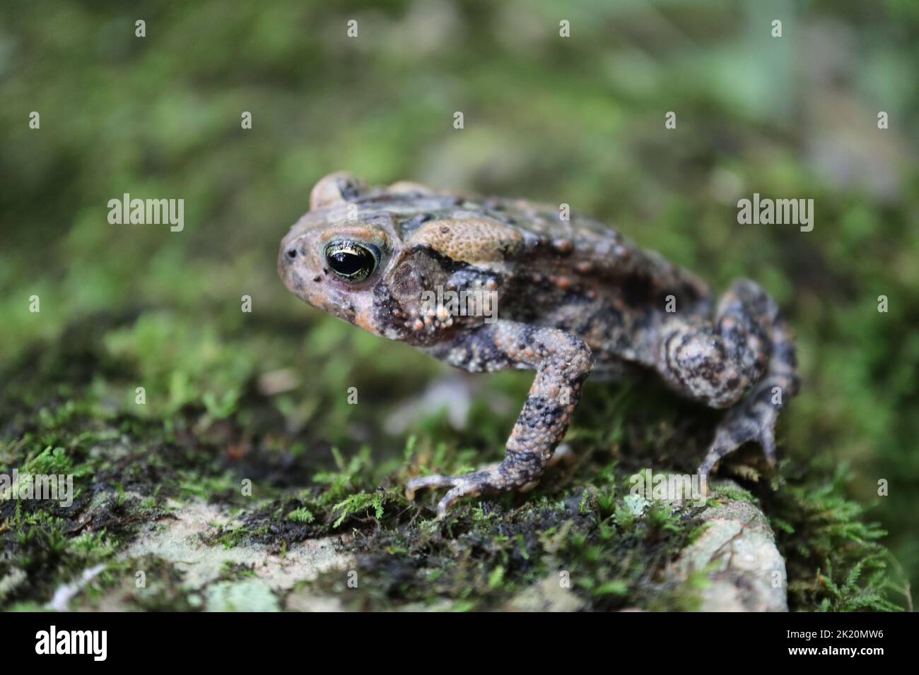 Eine Nahaufnahme einer afrikanischen Kröte auf dem Gras Stockfoto