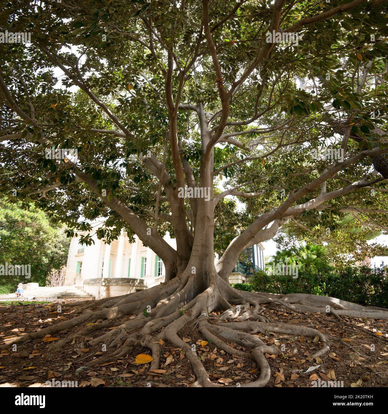 Indische Kautschukstrauch (Ficus elastica) Verzweigungen, Stamm und Wurzeln in Antibes, französische riviera Stockfoto