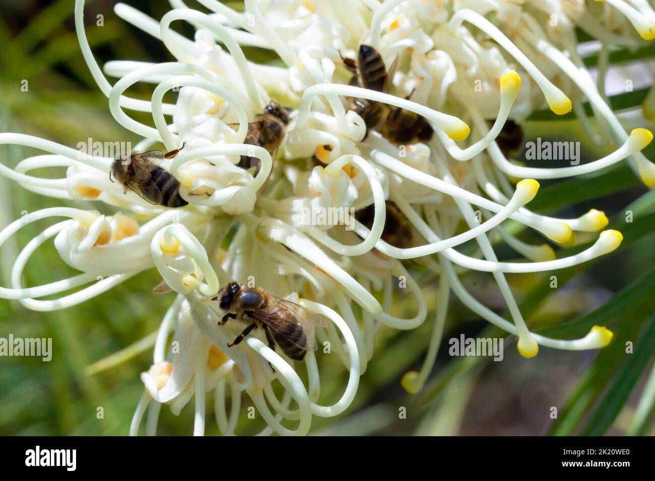 Makrofotografie von Bienen auf einer grevillea Stockfoto