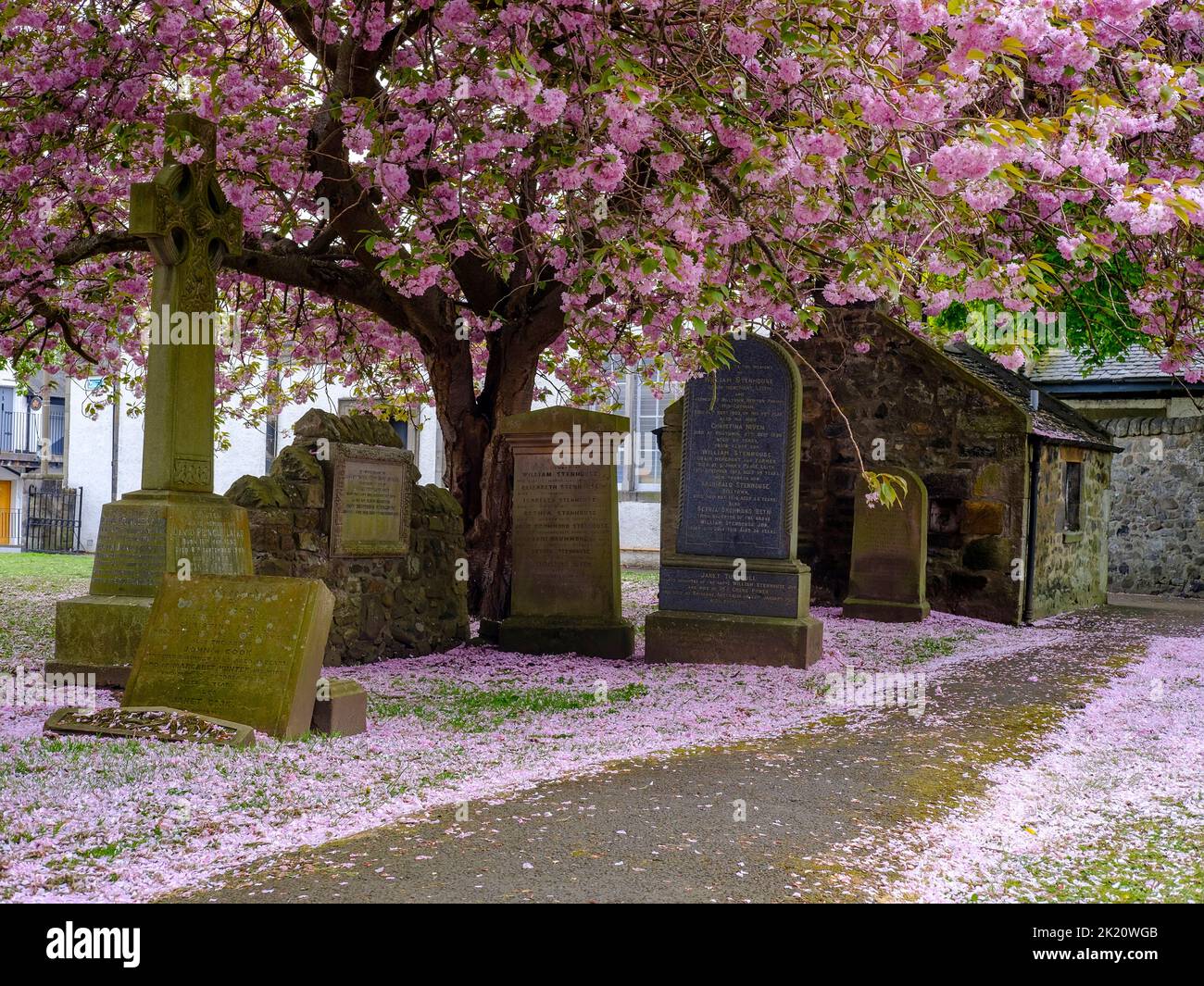 Alter kirk Hof in Schottland im Frühling mit Kirschblüten, die Pfad bedecken Stockfoto