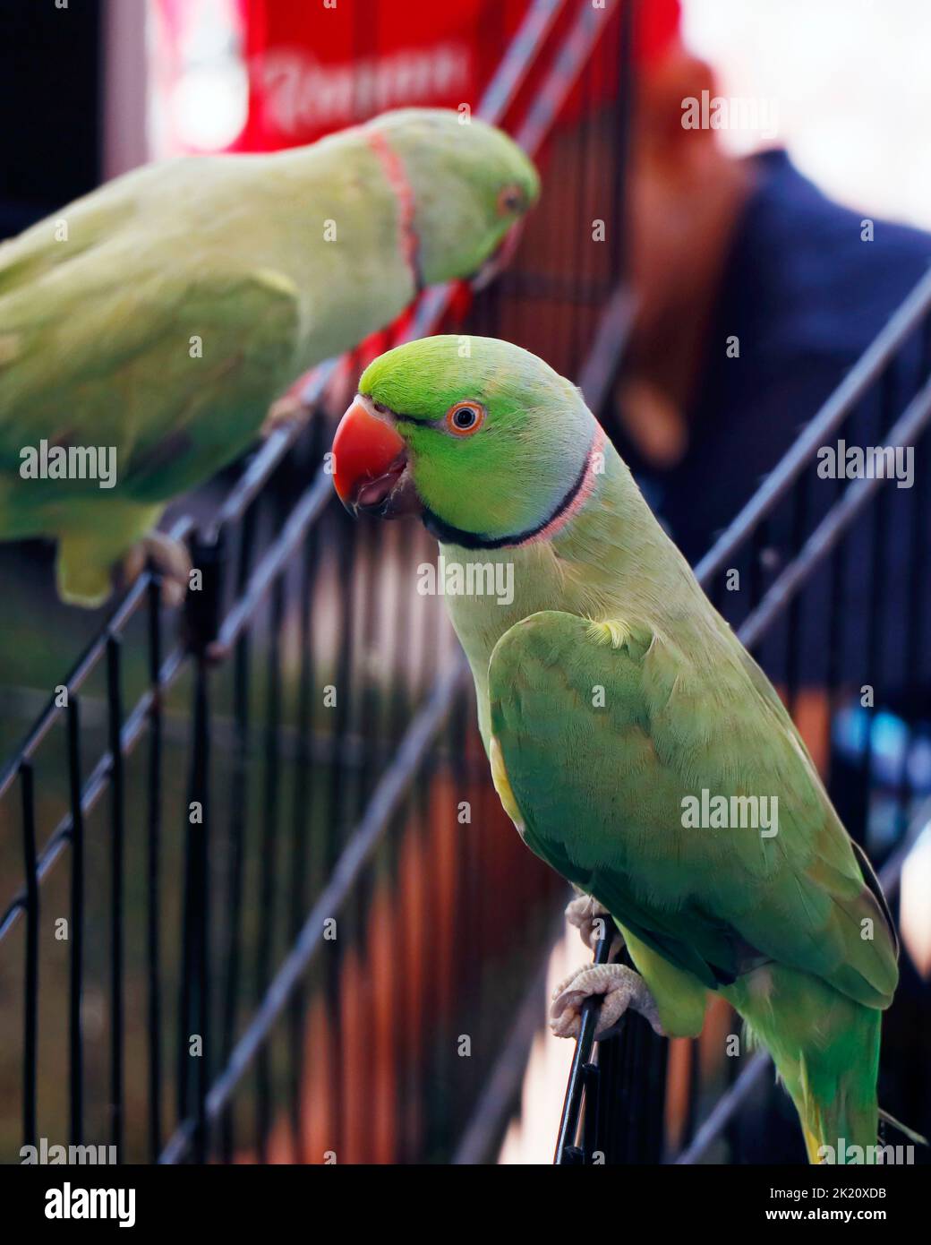 Schönes Paar grüner Ringhalspapagei oder Sittich aus nächster Nähe Stockfoto