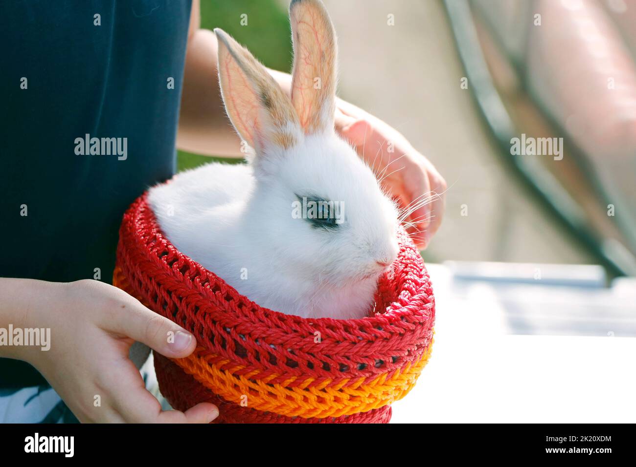 Kleines weißes Kaninchen oder Hase, das in einem kleinen Korb sitzt Stockfoto