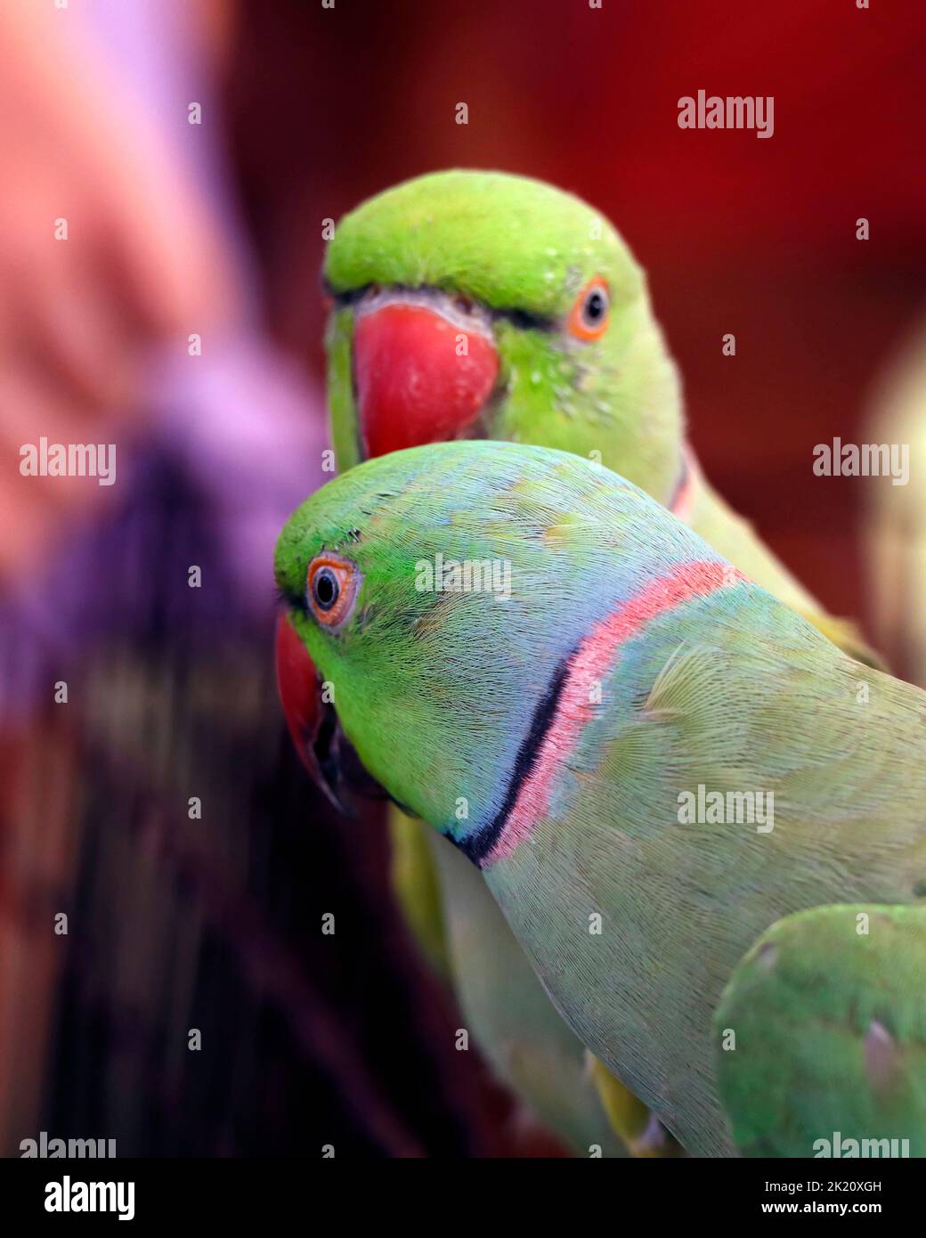 Schönes Paar grüner Ringhalspapagei oder Sittich aus nächster Nähe Stockfoto