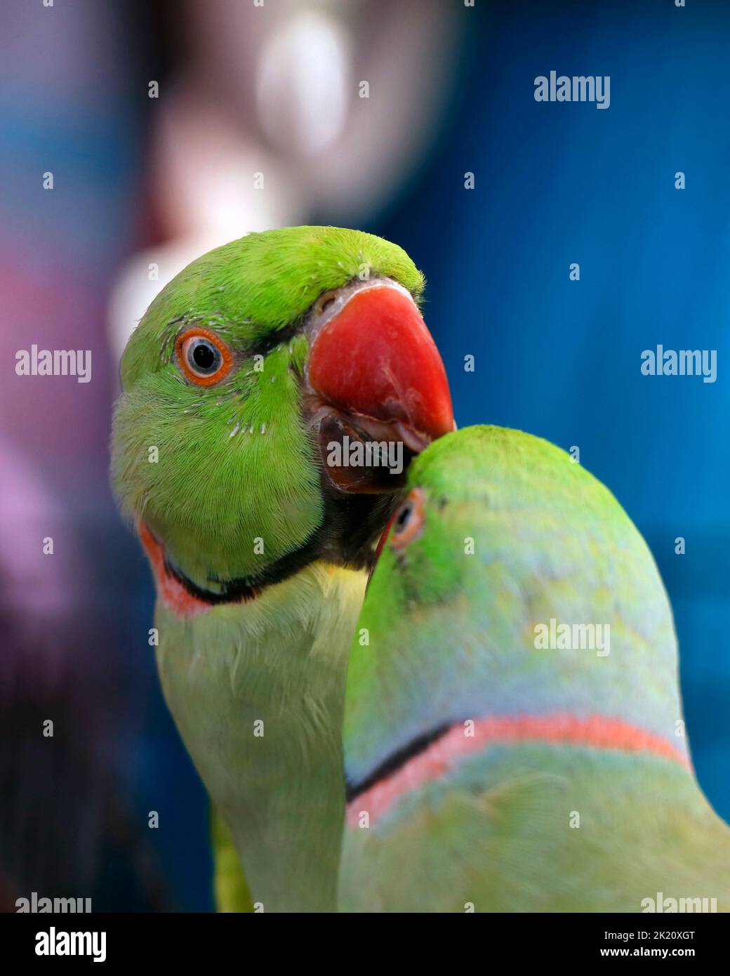 Schönes Paar grüner Ringhalspapagei oder Sittich aus nächster Nähe Stockfoto