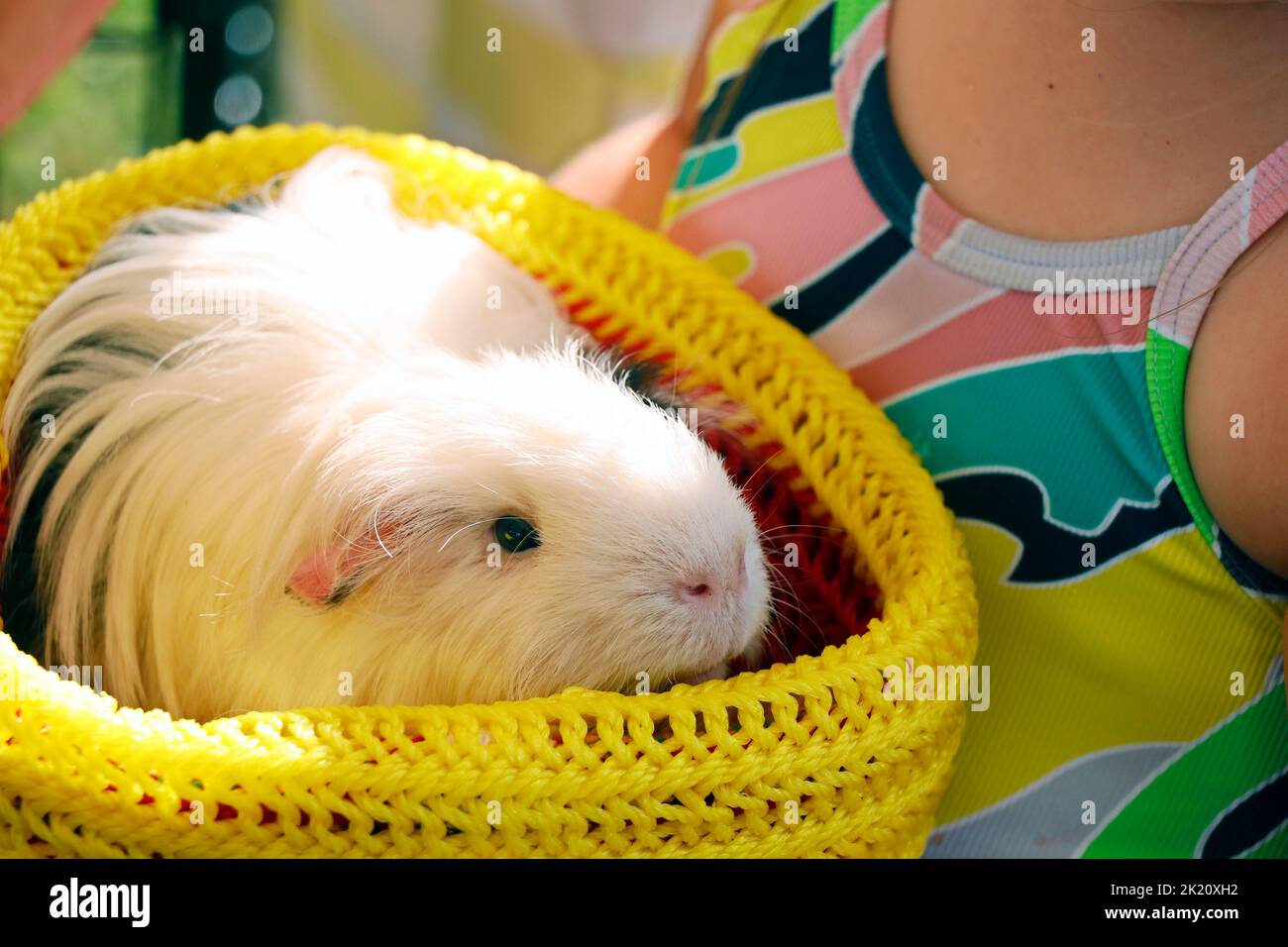 Kleines Kaninchen oder Hamster, der in einem kleinen Korb als Haustier sitzt Stockfoto