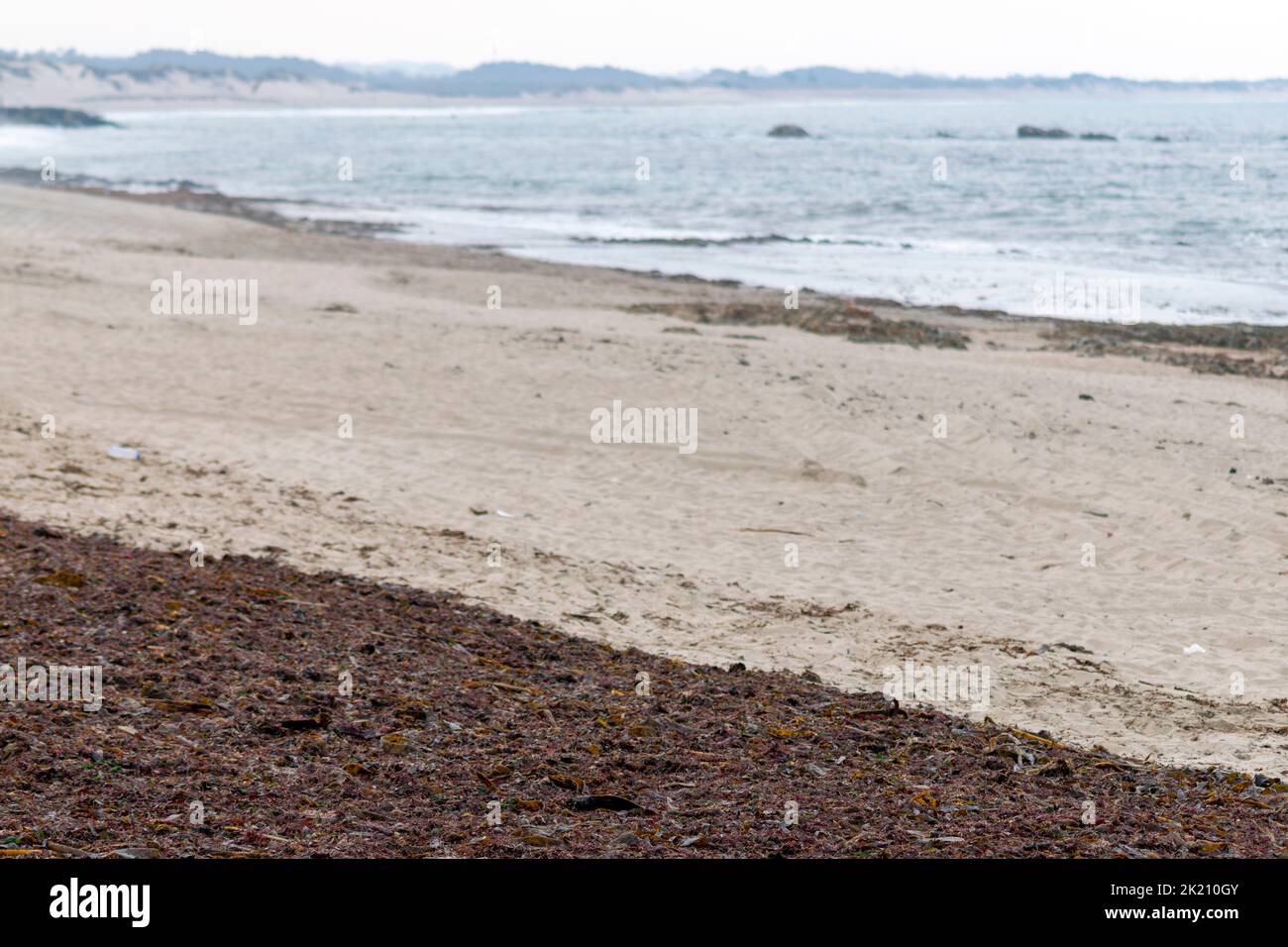 Sargassum, Strandpflanzen, die für kosmetische Industrie und landwirtschaftliche Zwecke verwendet werden. Sargaço Apúlia. Ozean Naturdünger für Bio-Landwirtschaft. Stockfoto