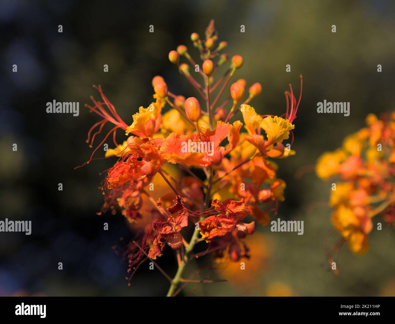 Eine Nahaufnahme einer orangefarbenen Pfauenblume vor einem verschwommenen Hintergrund Stockfoto
