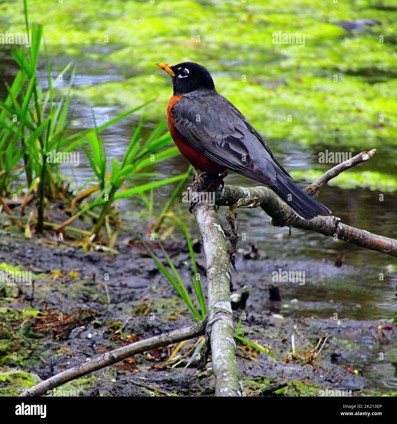 Eine Nahaufnahme eines wunderschönen amerikanischen Robin, der auf einem Ast an einem Fluss thront Stockfoto